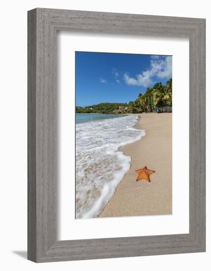 A Starfish Transported by Waves Lying Motionless on Carlisle Bay-Roberto Moiola-Framed Photographic Print