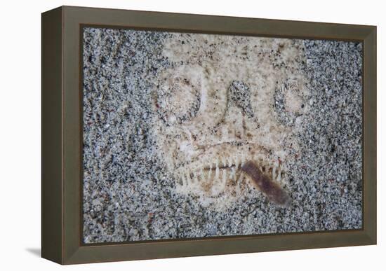 A Stargazer Fish Camouflages Itself in the Sand-Stocktrek Images-Framed Premier Image Canvas