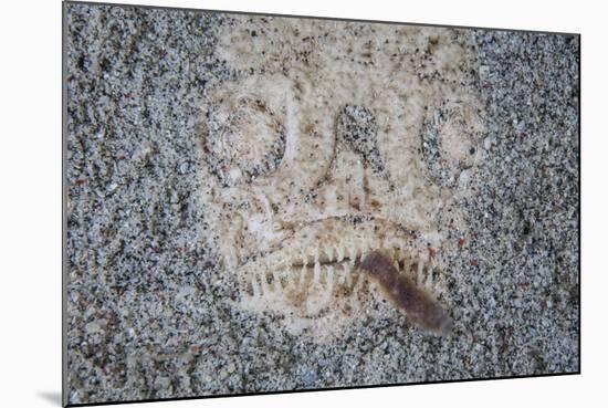 A Stargazer Fish Camouflages Itself in the Sand-Stocktrek Images-Mounted Photographic Print