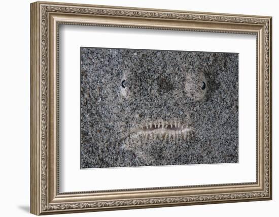 A Stargazer Fish Camouflages Itself in the Sand-Stocktrek Images-Framed Photographic Print