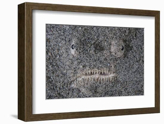 A Stargazer Fish Camouflages Itself in the Sand-Stocktrek Images-Framed Photographic Print