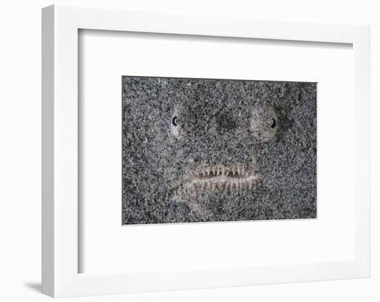 A Stargazer Fish Camouflages Itself in the Sand-Stocktrek Images-Framed Photographic Print
