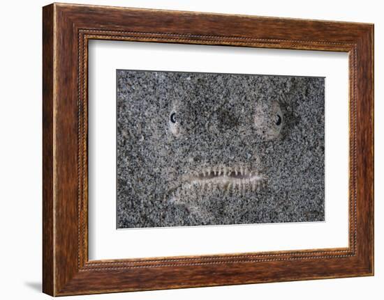 A Stargazer Fish Camouflages Itself in the Sand-Stocktrek Images-Framed Photographic Print