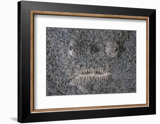 A Stargazer Fish Camouflages Itself in the Sand-Stocktrek Images-Framed Photographic Print