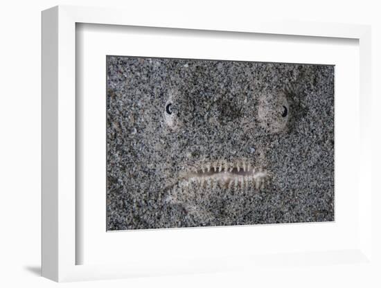 A Stargazer Fish Camouflages Itself in the Sand-Stocktrek Images-Framed Photographic Print