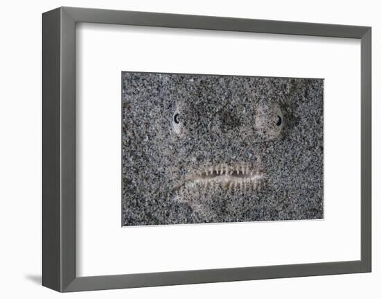 A Stargazer Fish Camouflages Itself in the Sand-Stocktrek Images-Framed Photographic Print