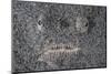 A Stargazer Fish Camouflages Itself in the Sand-Stocktrek Images-Mounted Photographic Print