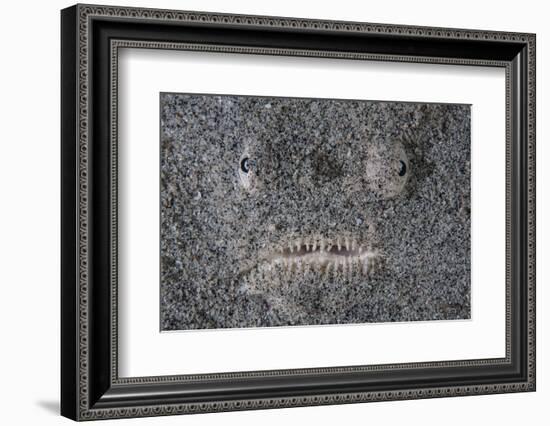 A Stargazer Fish Camouflages Itself in the Sand-Stocktrek Images-Framed Photographic Print