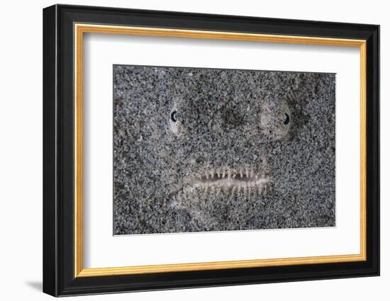 A Stargazer Fish Camouflages Itself in the Sand-Stocktrek Images-Framed Photographic Print