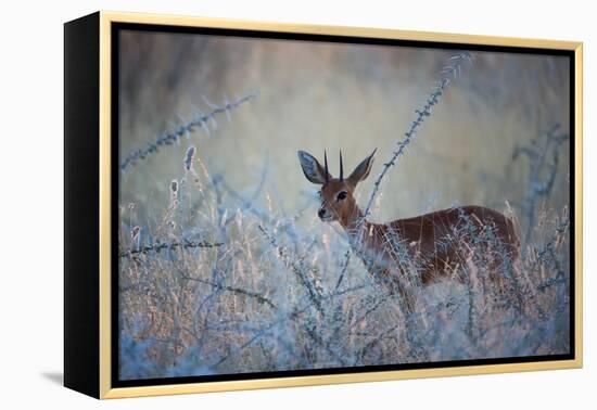 A Steenbok, Raphicerus Campestris, Stands Next to a Spiny Acacia Bush-Alex Saberi-Framed Premier Image Canvas