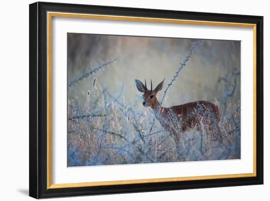 A Steenbok, Raphicerus Campestris, Stands Next to a Spiny Acacia Bush-Alex Saberi-Framed Photographic Print