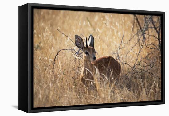 A Steenbuck, Raphicerus Campestris, Stands in Tall Grass at Sunset-Alex Saberi-Framed Premier Image Canvas