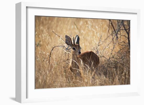 A Steenbuck, Raphicerus Campestris, Stands in Tall Grass at Sunset-Alex Saberi-Framed Photographic Print
