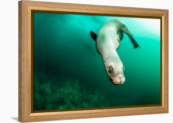 A Steller sea lion (Eumetopias jubatus) speeding in front of the camera, British Columbia, Canada-David Salvatori-Framed Premier Image Canvas