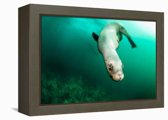 A Steller sea lion (Eumetopias jubatus) speeding in front of the camera, British Columbia, Canada-David Salvatori-Framed Premier Image Canvas