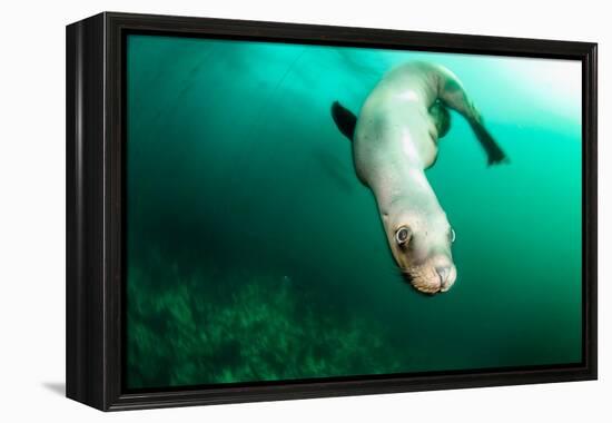 A Steller sea lion (Eumetopias jubatus) speeding in front of the camera, British Columbia, Canada-David Salvatori-Framed Premier Image Canvas