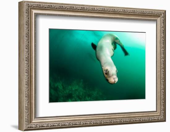 A Steller sea lion (Eumetopias jubatus) speeding in front of the camera, British Columbia, Canada-David Salvatori-Framed Photographic Print