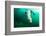 A Steller sea lion (Eumetopias jubatus) speeding in front of the camera, British Columbia, Canada-David Salvatori-Framed Photographic Print