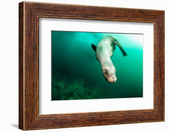 A Steller sea lion (Eumetopias jubatus) speeding in front of the camera, British Columbia, Canada-David Salvatori-Framed Photographic Print