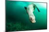 A Steller sea lion (Eumetopias jubatus) speeding in front of the camera, British Columbia, Canada-David Salvatori-Mounted Photographic Print