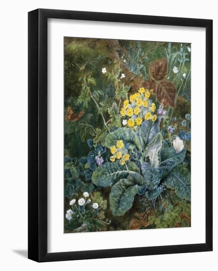 A Still Life of Polyanthus and Butterfly-Mary Margetts-Framed Giclee Print