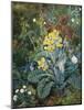 A Still Life of Polyanthus and Butterfly-Mary Margetts-Mounted Giclee Print