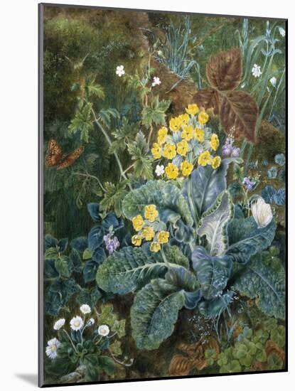 A Still Life of Polyanthus and Butterfly-Mary Margetts-Mounted Giclee Print