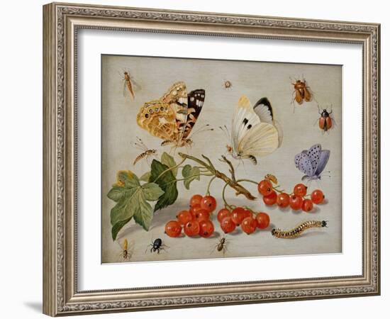 A Still Life with Sprig of Redcurrants, Butterflies, Beetles, Caterpillar and Insects-Jan Van, The Elder Kessel-Framed Giclee Print