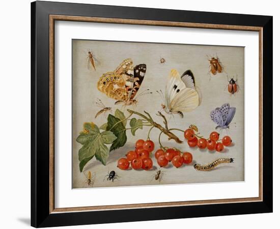 A Still Life with Sprig of Redcurrants, Butterflies, Beetles, Caterpillar and Insects-Jan Van, The Elder Kessel-Framed Giclee Print