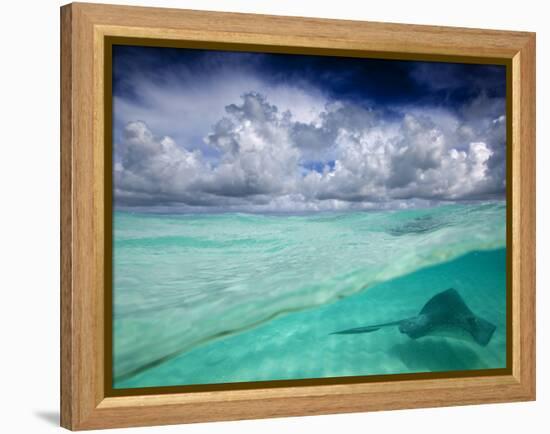 A Stingray Swimming Through the Caribbean Sea at the Cayman Islands.-Ian Shive-Framed Premier Image Canvas