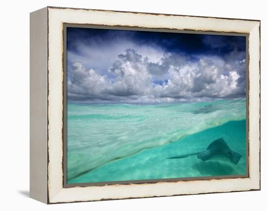 A Stingray Swimming Through the Caribbean Sea at the Cayman Islands.-Ian Shive-Framed Premier Image Canvas
