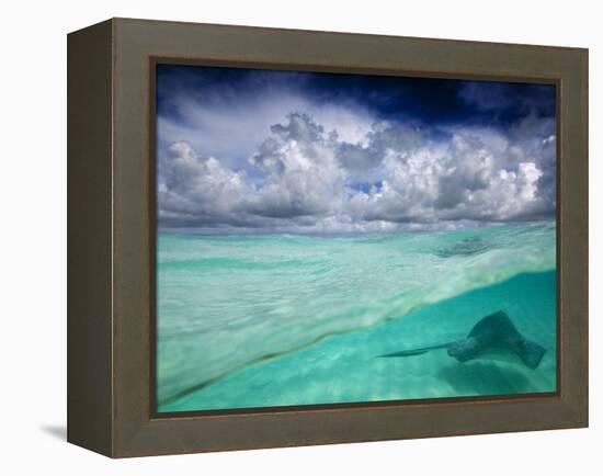 A Stingray Swimming Through the Caribbean Sea at the Cayman Islands.-Ian Shive-Framed Premier Image Canvas