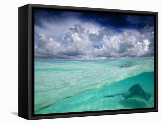 A Stingray Swimming Through the Caribbean Sea at the Cayman Islands.-Ian Shive-Framed Premier Image Canvas