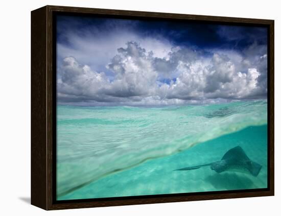 A Stingray Swimming Through the Caribbean Sea at the Cayman Islands.-Ian Shive-Framed Premier Image Canvas