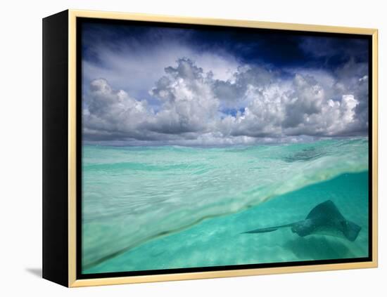 A Stingray Swimming Through the Caribbean Sea at the Cayman Islands.-Ian Shive-Framed Premier Image Canvas