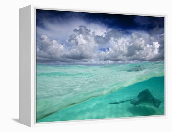 A Stingray Swimming Through the Caribbean Sea at the Cayman Islands.-Ian Shive-Framed Premier Image Canvas