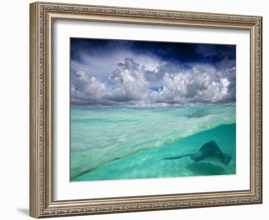 A Stingray Swimming Through the Caribbean Sea at the Cayman Islands.-Ian Shive-Framed Photographic Print