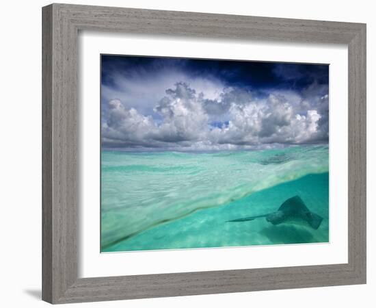 A Stingray Swimming Through the Caribbean Sea at the Cayman Islands.-Ian Shive-Framed Photographic Print
