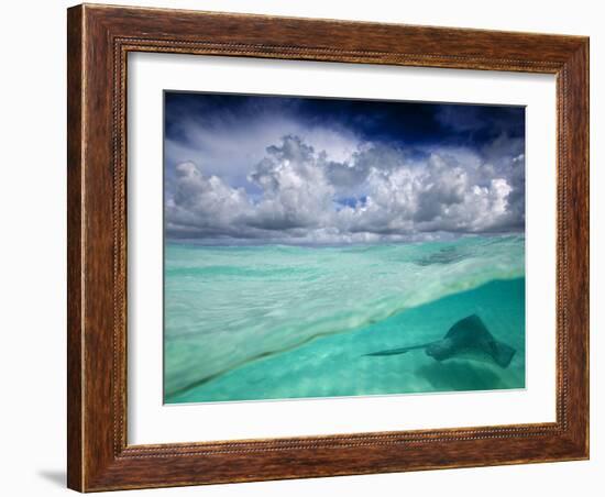 A Stingray Swimming Through the Caribbean Sea at the Cayman Islands.-Ian Shive-Framed Photographic Print