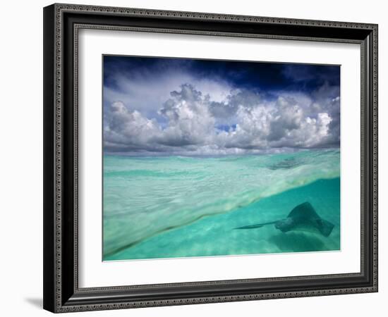 A Stingray Swimming Through the Caribbean Sea at the Cayman Islands.-Ian Shive-Framed Photographic Print