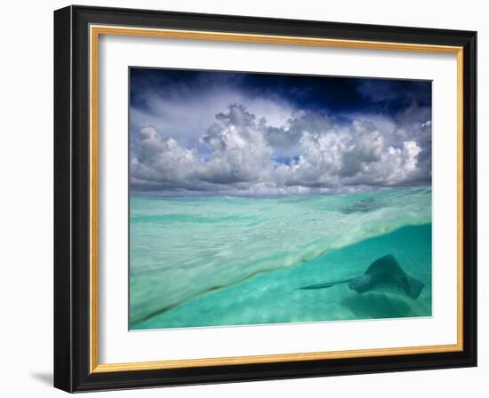 A Stingray Swimming Through the Caribbean Sea at the Cayman Islands.-Ian Shive-Framed Photographic Print