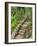 A Stone Staircase at the Thuya Gardens in Northeast Harbor, Maine, Usa-Jerry & Marcy Monkman-Framed Photographic Print