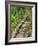 A Stone Staircase at the Thuya Gardens in Northeast Harbor, Maine, Usa-Jerry & Marcy Monkman-Framed Photographic Print