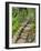 A Stone Staircase at the Thuya Gardens in Northeast Harbor, Maine, Usa-Jerry & Marcy Monkman-Framed Photographic Print