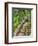 A Stone Staircase at the Thuya Gardens in Northeast Harbor, Maine, Usa-Jerry & Marcy Monkman-Framed Photographic Print