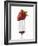 A Strawberry on a Fork-Greg Elms-Framed Photographic Print