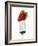 A Strawberry on a Fork-Greg Elms-Framed Photographic Print