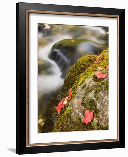 A stream in Fall in a Forest in Grafton, New Hampshire, USA-Jerry & Marcy Monkman-Framed Photographic Print
