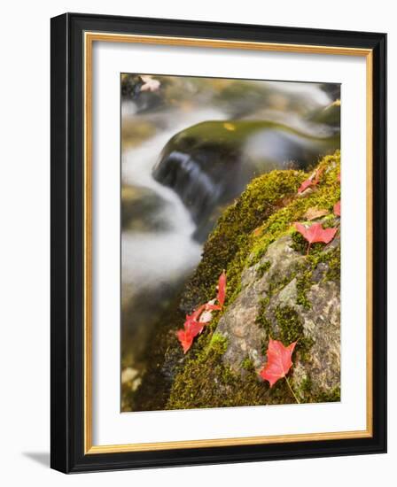 A stream in Fall in a Forest in Grafton, New Hampshire, USA-Jerry & Marcy Monkman-Framed Photographic Print