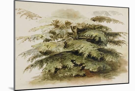A Study of a Cedar Tree at Merton, 1802 (Watercolour, Graphite)-Thomas Baxter-Mounted Giclee Print